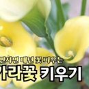 카라꽃 키우기 꽃말 노란 카라 키우기 물주기 꽃피우기 이미지