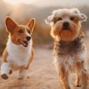 방주동물의료센터 이미지