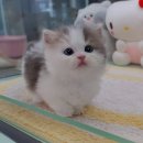 피에스피(부산사료) | 용인고양이분양 똑똑하게 고양이 사는법 YOMICAT 후기