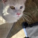 고양이미용&호텔 냥집사 | 대구고양이카페 오묘고양이카페호텔미용 후기, 개냥이들과 힐링 제대로