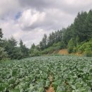 금문농장2 이미지