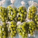 샤인농장 이미지