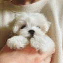 옆집강아지 Daum카페