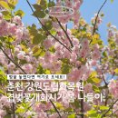 강원도립화목원 | 춘천 겹벚꽃 명소 강원도립화목원 | 봄꽃 구경 춘천 가볼만한곳 추천