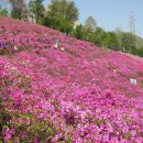 산본에 철쭉동산6000평 전경과 자운영꽃사진 이미지