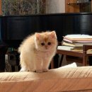 분당고양이분양 고사남 이미지