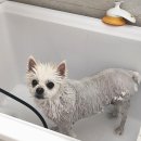 스킨앤이어동물병원 이미지