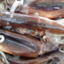 산오징어 이미지