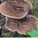 시흥대로123길 | 능이버섯백숙 전문 독산동 맛집 찐주민이추천 독산동 삼계탕 찐맛집