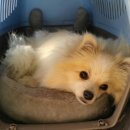 몽산포엘로망