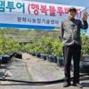 행복농장 | 평택 가볼만한 곳 추천, 해풍 맞고 자란 평택 행복블루베리 농장 체험기! - SNS서포터즈 팸투어 후기