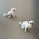 댕겨올개 이미지