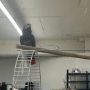 애니멀리움 | 남양주파충류샵 애니멀리움 다녀왔어요