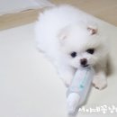 비지어스펫