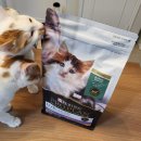 리앤홍이비인후과의원 | [고양이사료/건사료] 사람 알러지 줄이는 퓨리나 리브클리어 키튼 내돈내산