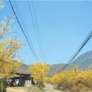 일요파워방 산수유마을 봄나들이 (산림청 선정 아름다운임도 내리임도포함) 이미지
