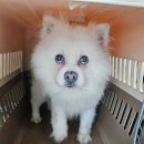 [26서울52] 곰이/스피츠/수컷/추정나이20.07.01/8.6kg 이미지