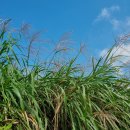 갈대이야기 이미지