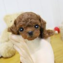 야옹아멍멍해봐 강아지고양이 군산점 이미지