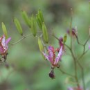 임프레스 이미지