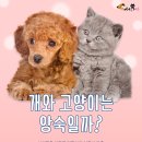 개와고양이 이미지