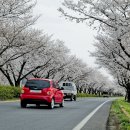 백리벚꽃길 이미지