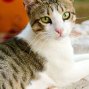 운정호수동물메디칼센터 이미지