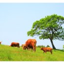 송라목장 이미지