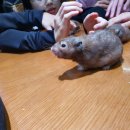 작은동물원 이미지