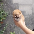 아이러브독강아지 - 포항시 남구 대이로 177 | 아이러브독강아지