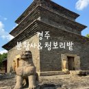 경주 가볼만한곳 분황사 황룡사지 청보리밭 방문 후기
