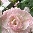 세이메드 이미지