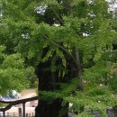 스테이나무 이미지