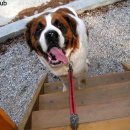 부마클럽 이미지