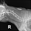 이태원동물병원 이미지