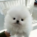 퍼피데일리 이미지