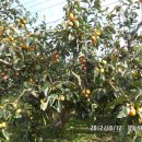 국제농장 이미지