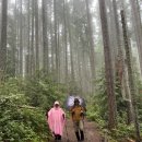 08/29/2026 West Tiger 3 이미지