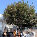 산방산온천게스트하우스 | 조용한 게스트하우스 산방산점, 낭만 가득했던 제주 여행🍊✈️🏝️