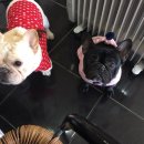 단디프렌치 이미지