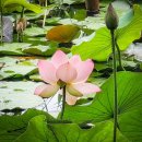 비밀번호 남자인생 우직지계 복스위치. 세월에 던진 사랑 이미지