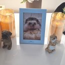 펫콤 안산점 | 내돈내산)반려동물 장례 실제 후기/상세 공유-사랑하는 반려동물과의 마지막 인사