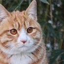 세인트벨 인터내셔날 이미지