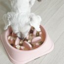 오늘도멍냥 이미지