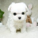 애견천사들 이미지