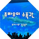 푸르푸르 | 츄라우미 수족관 필수인 오키나와 관광지 돌고래쇼 시간 흴체어 대여