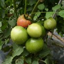 열린농장 이미지