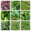 내아들농장 이미지