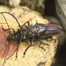 장수하늘소 이미지