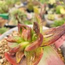 마테우스 이미지